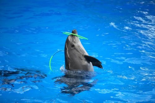 短期“账本”能算明白主题公园的盈亏账吗？(图1)