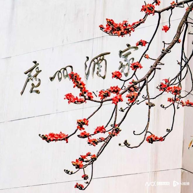 英雄花开英雄城！“市花”入馔广州“红棉宴”全城启动(图2)